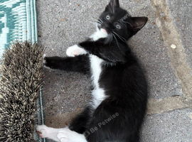 I have 5 beautiful kitten READY TO LEAVE
