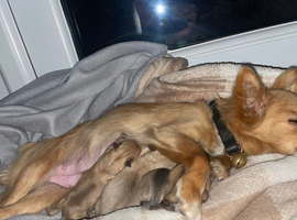 Chihuahua puppies