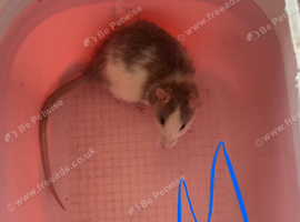 Baby rats ready to leave