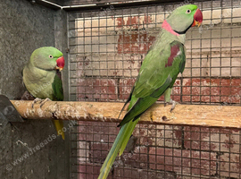 Breeding pr Alexandrines