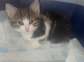 Beautiful main coone / Persian kitten for sale