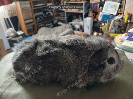 Cuddly boars
