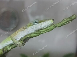 Male green anole