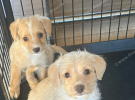 Beautiful f1 jackapoo puppies for sale