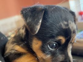 Merle Jack Russell Girl