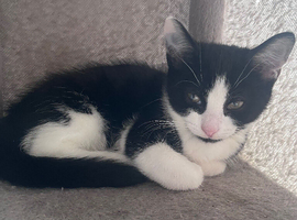 9 Gorgeous Mixed Breed Kittens