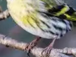 Female siskin