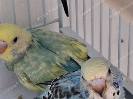 Budgie