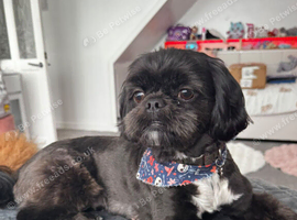 Sweet girl shih-tzu
