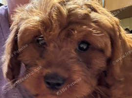 Cavapoo Last one left ready to leave!