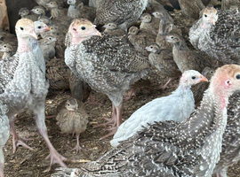 Turkey Poults  for sale
