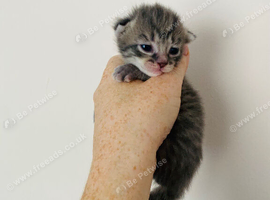 2 Ragdoll mix kittens