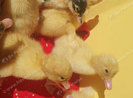 Ducklings