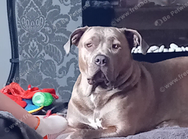 2yr old female mastiff cross