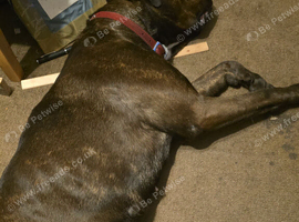 4yo Bullweiler girl (intact)