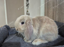 Pure Mini Lop Babies 10 weeks old