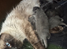 Half ragdoll kittens