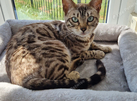 Glitter bengal females