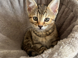 Girl kitten ready to be rehomed soon!