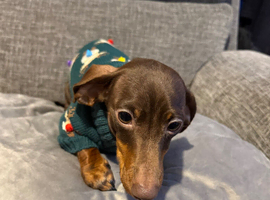 Mini dauschaund