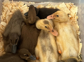 Runducks ducklings