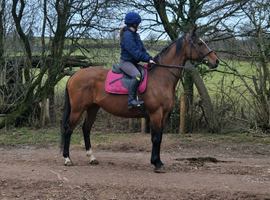 15.3 16 year old thoroughbred mare