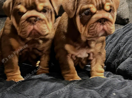 English Bulldog puppies for sale!!