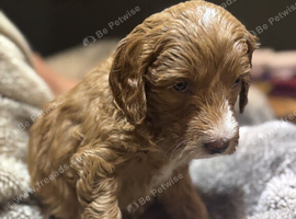 Beautiful Cockapoo Puppies for Sale &ndash; 2 Boys, 2 Girls
