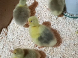 Goslings for sale