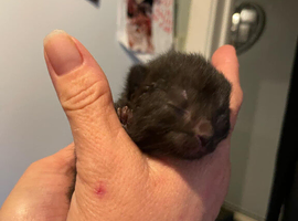 Beautiful little male kitten for sale