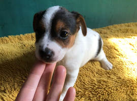 1 jack Russell pup bob tail