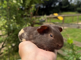 Baby Male Guinea Pigs