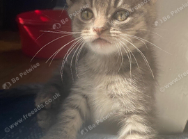Beautiful Bengal/khao manee