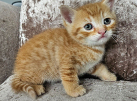 5 kittens x British blue shorthair crossed