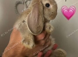 Pure Bred French Lops