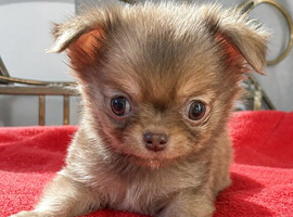 Long coat chihuahua boy