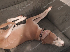 9 month old saluki bull 1st cross