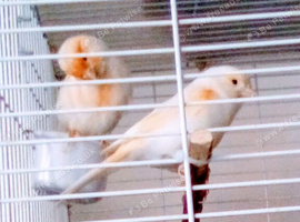 Orange Dimorphic Pair