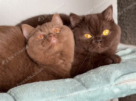 Female British shorthair
