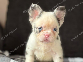 French bulldog puppies ready to go there forever homes