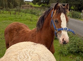 STUNNING HILLGARTH COLT