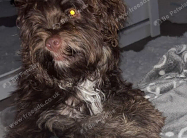 Cocopoo for sale