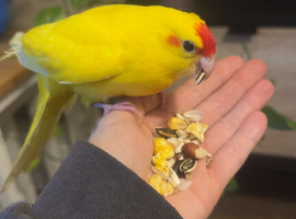 Kakariki 6 months old