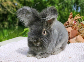 English Angora Doe for Sale