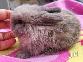 Mini lop babies