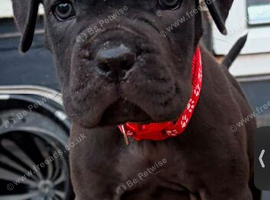 Cane corso puppy