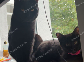 2 British short hair male kittens