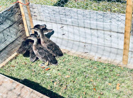 10. Mallard Ducks for sale, approx 10 weeks old, 10 ducks for &pound;50