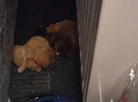Kittens