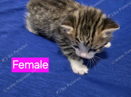 Kittens 2 Male 1 Female